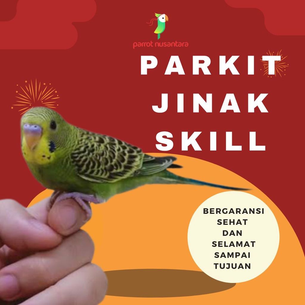 burung parkit Jinak Skill FTM & Boomerang