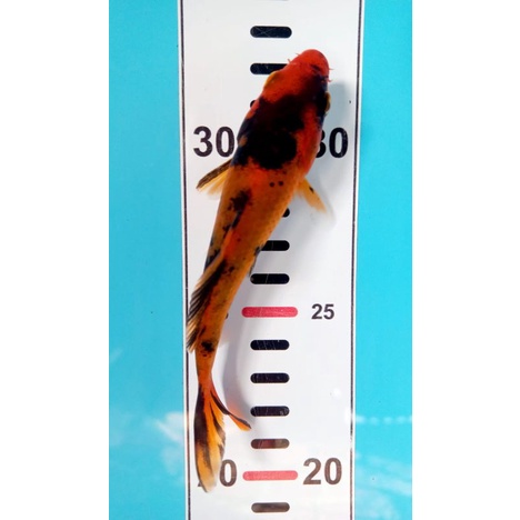 Paket hemat Hi utsuri 6 ekor