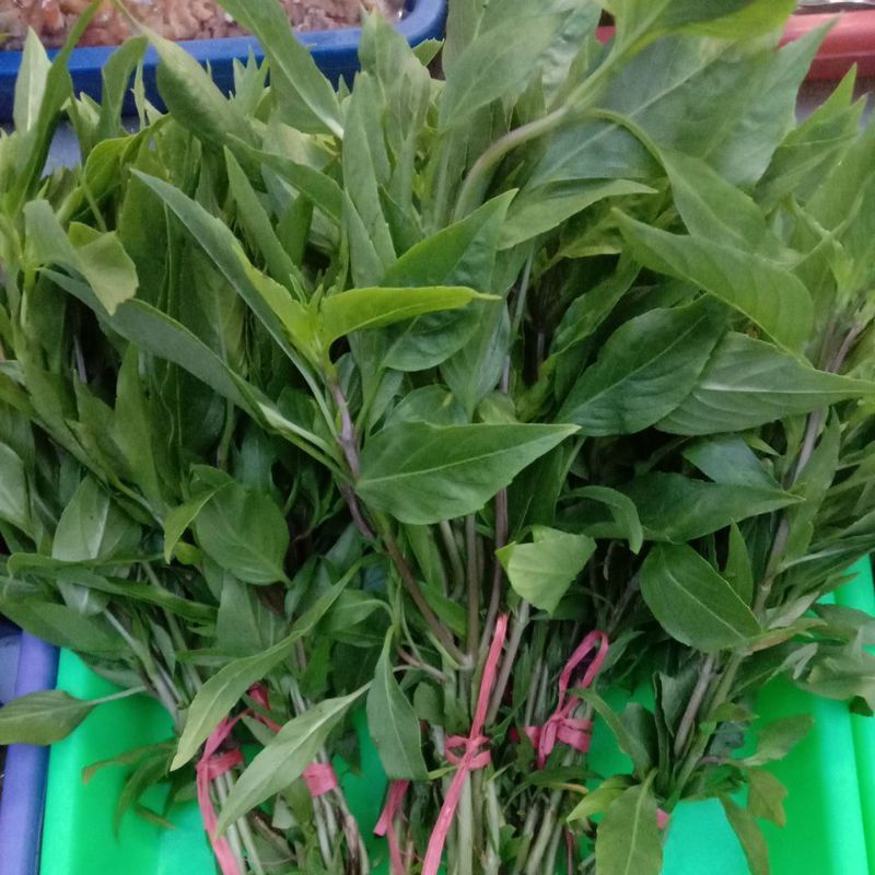 

daun kemangi Kalimantan/Kim kuk Fan