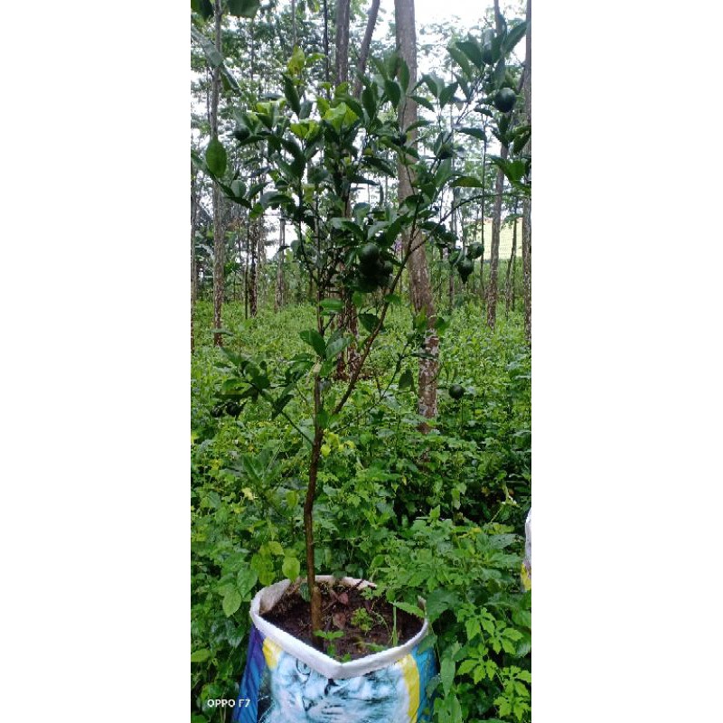 bibit jeruk keprok madu