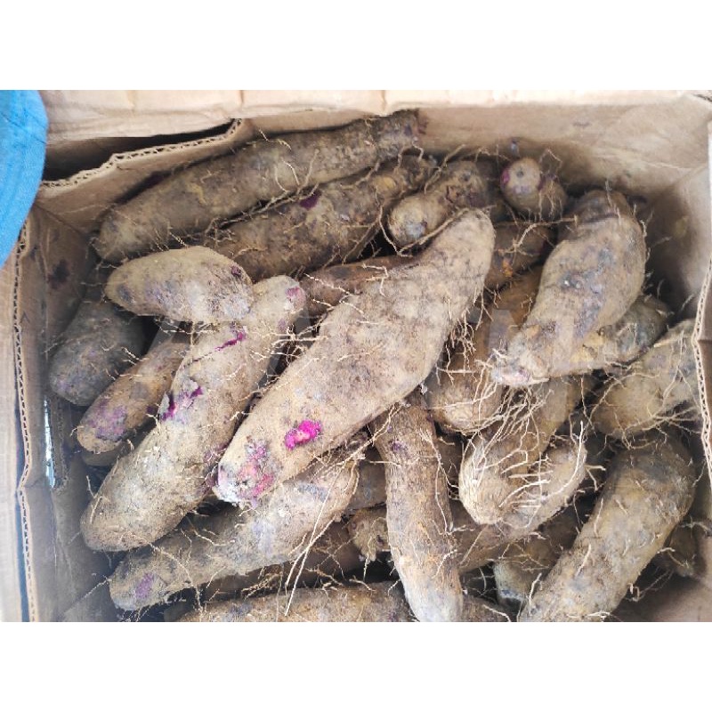 THAISU / ubi ungu / keribang Pontianak /thaisu pontianak /keribang  ( luar kota pakai dus )
