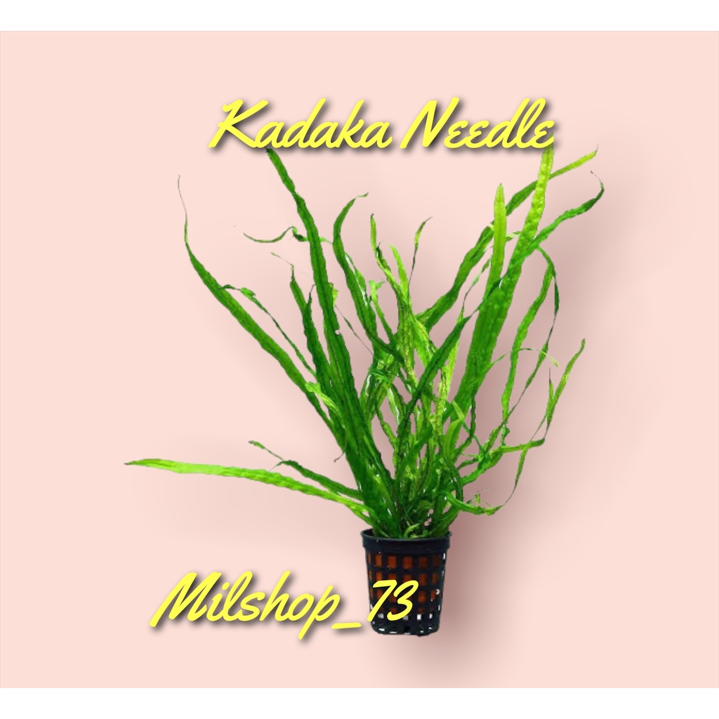 tanaman hias aquascape kadaka needle PER BATANG