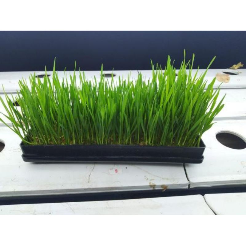 Benih bibit Wheat Grass bibit rumput gandum