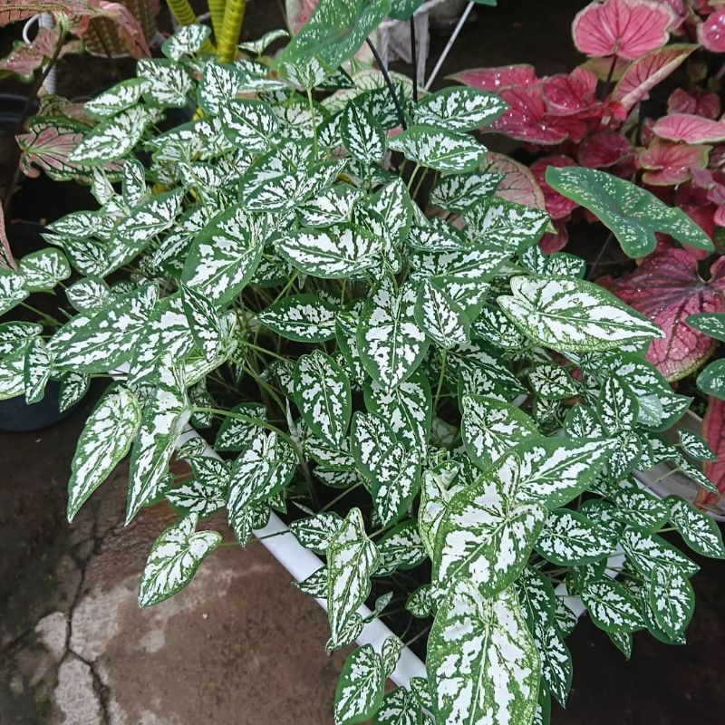 Keladi Liliput | BIJI/UMBI/BONGGOL KELADI LILIPUT Caladium humboldtii