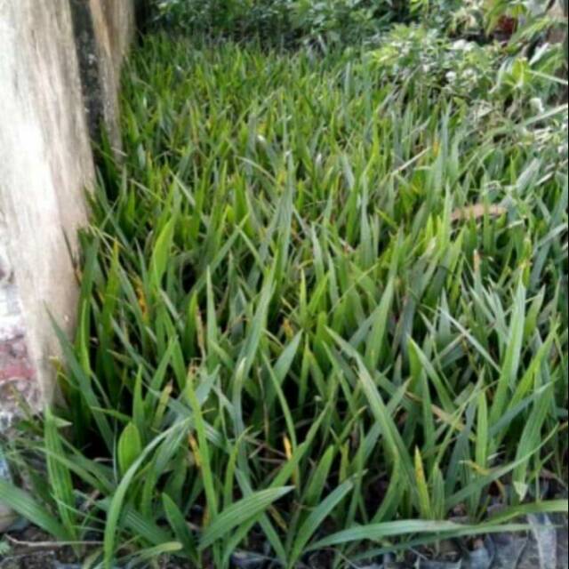 Bibit kurma tropis H1 jantan