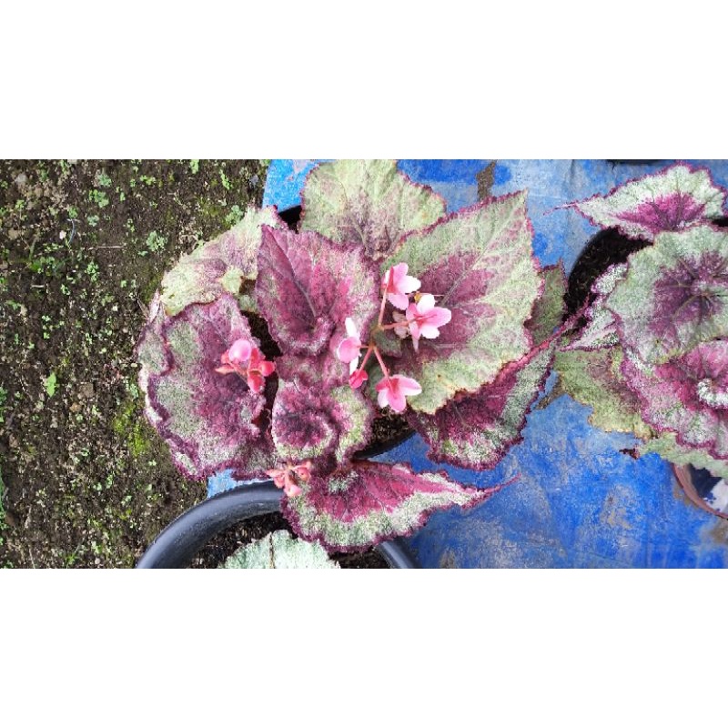 begonia keong pink, jumbo banget