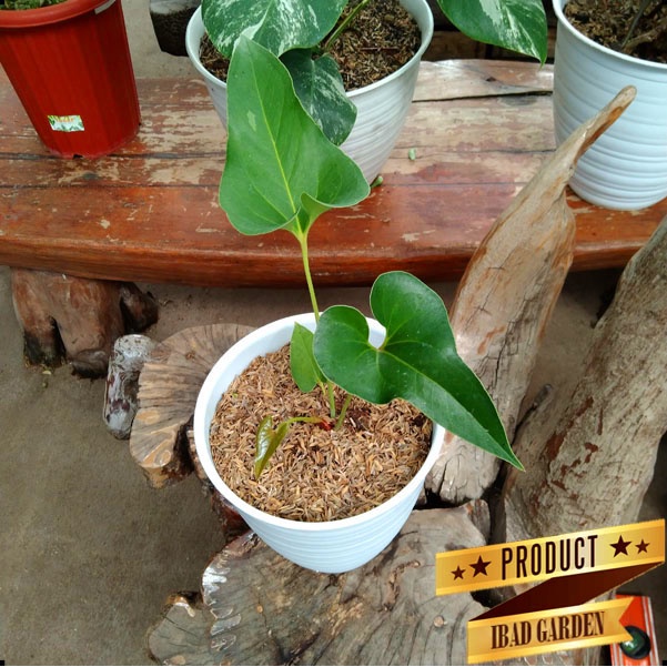 Tanaman hias anthurium brownii corong lis merah