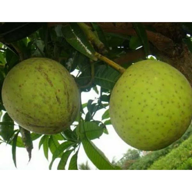 Bibit Mangga Kweni Super