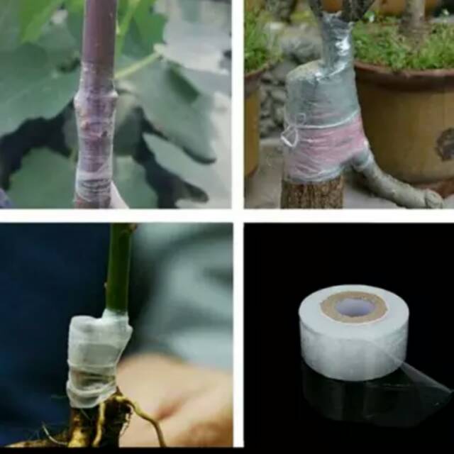 Grafting Tape Plastik Okulasi