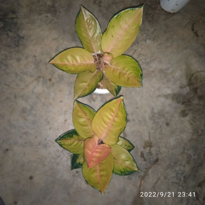 Aglonema SULTAN BRUNAI