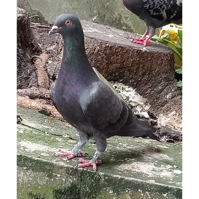 merpati kolong bebas. (hidup)