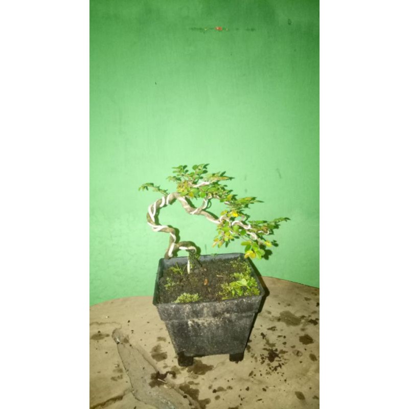 Tanaman hias bonsai mame ulmus mikro stok terbaru