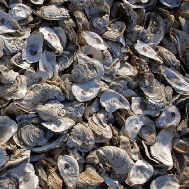5kg KULIT KERANG OYSTER~OYSTER SHELL MEDIA FILTER KOLAM~KULIT KERANG TIRAM