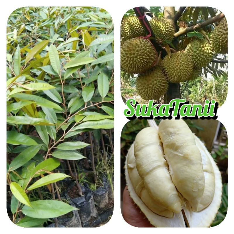 bibit durian montong okulasi