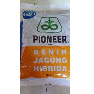 Benih Jagung P27