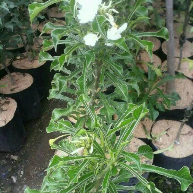 14 Gambar  Tanaman  Bunga  Pagoda Gambar  Bunga  HD