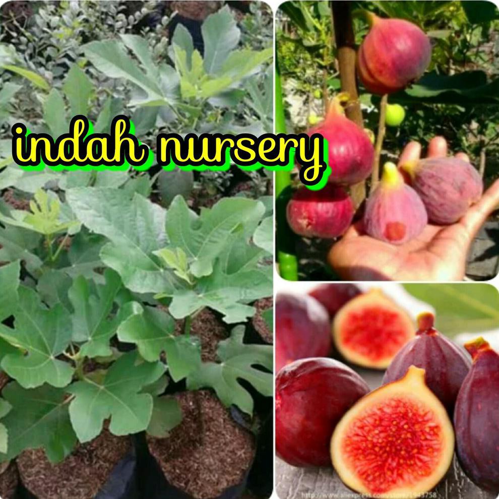 #_# BIBIT BUAH TIN MERAH #_#