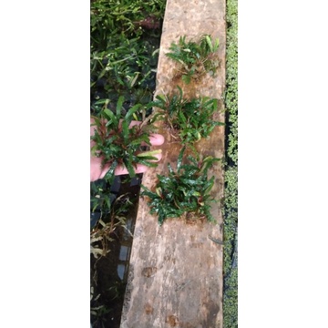 buce tanaman aquascape