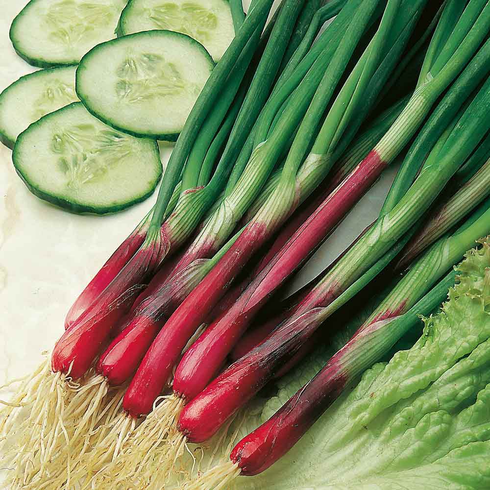 Benih Bibit Biji - Onion (Spring) North Holland Blood Red Herb Seeds - IMPORT