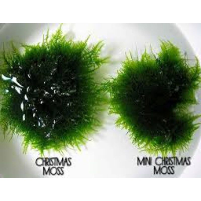 wabikusa mos crismass