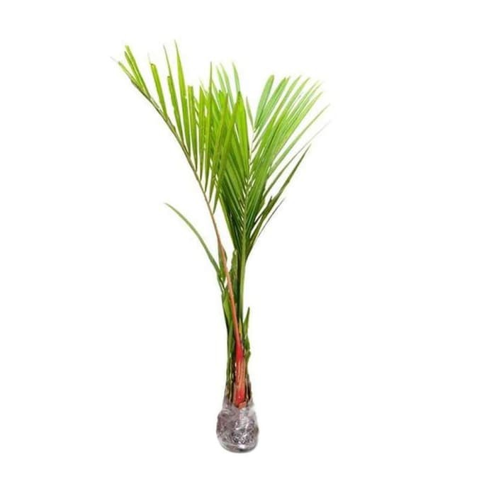 pohon palem merah / palm lipstik
