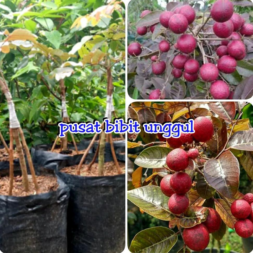 Bibit Buah Bibit Buah Kelengkeng Merah Kaki 4 Di Jamin Cepat Berbuah I32