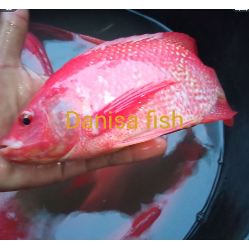 INDUKan Nila merah 1pasang30 000