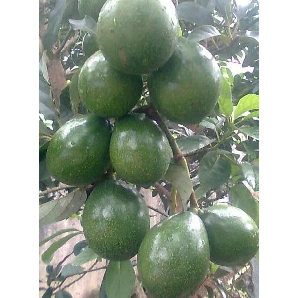 COD JUAL BIBIT POHON ALPUKAT MIKI ORIGINAL