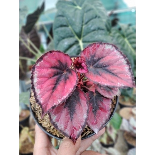 Begonia Red Chili