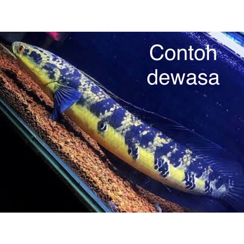 Channa Maru Yellow Sentarum