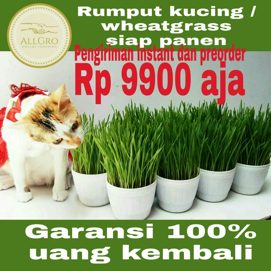 Harga Rumput Kucing Terbaru November 2021  BigGo Indonesia