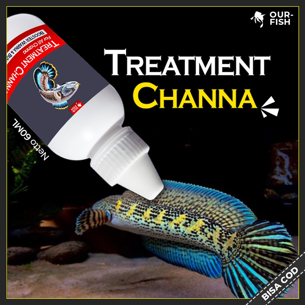 Treatment Ikan Channa  Auranti Andrao Stewarti Limbata Maru Barca Blue Pulchra Asiatica Yellow Sentarum More Color Enhancer Faster Grow Pakan Ikan Channa Bang Fish Aquatic Fajar Arief Pelet Ikan Channa El Barca by Ourfish Store