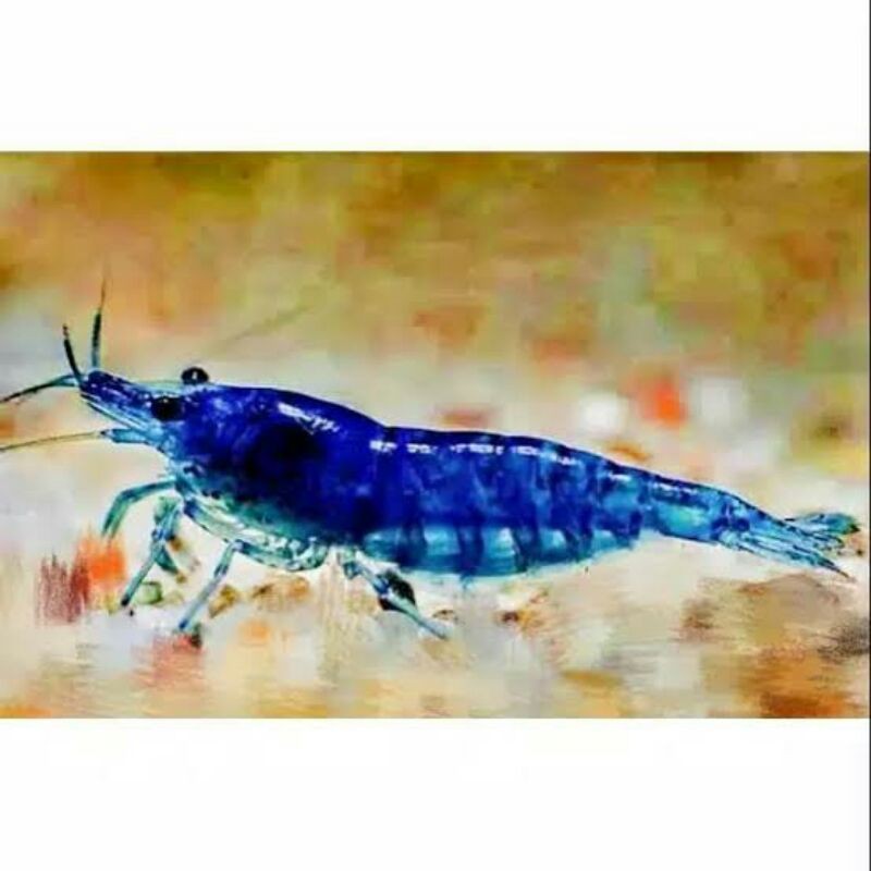 

Udang Hias Blue Diamond