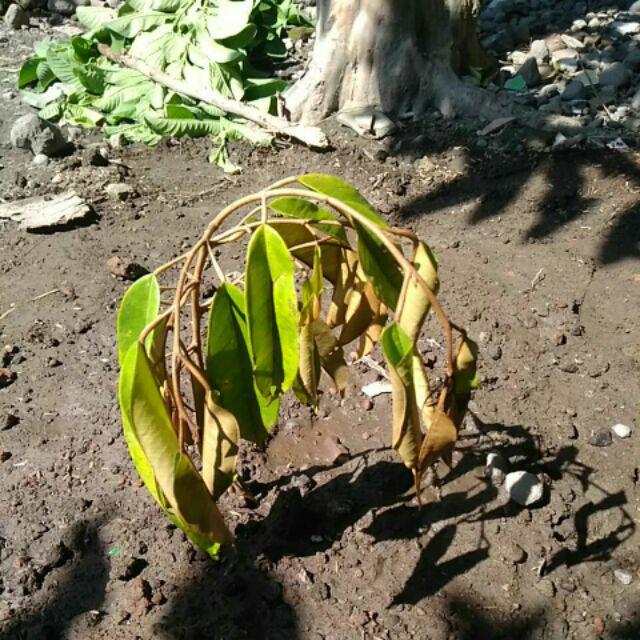 Bibit Durian Musangking Kaki3 Terlaris