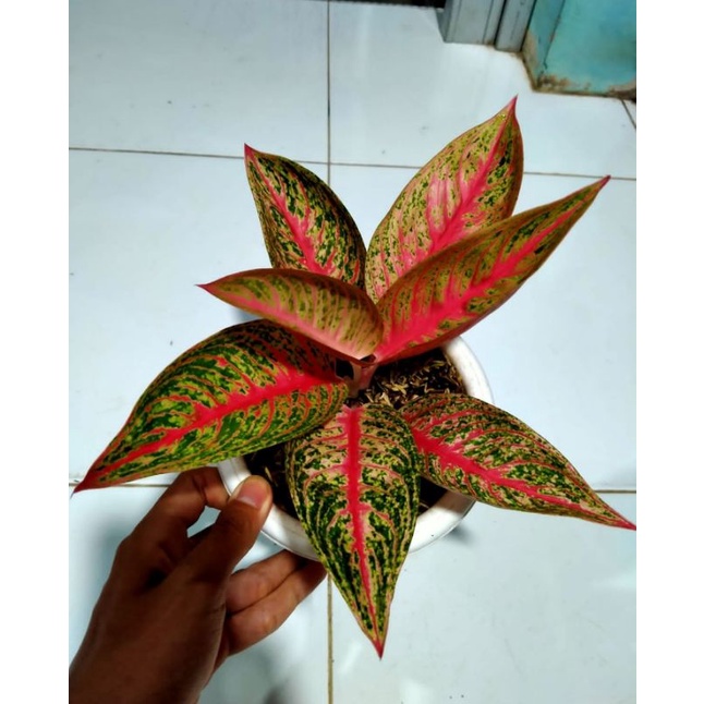Aglonema Super Red Legacy