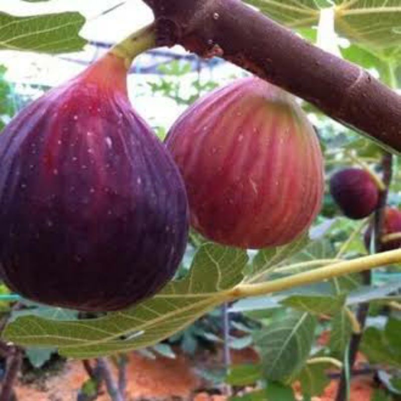 bibit cangkokan pohon buah tin / bibit buah tin Jumbo BLUE GIANT