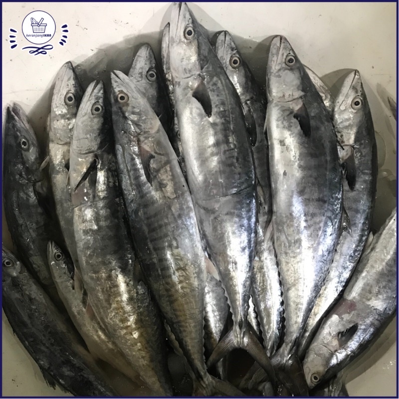 

Ikan Tenggiri Segar 1kg