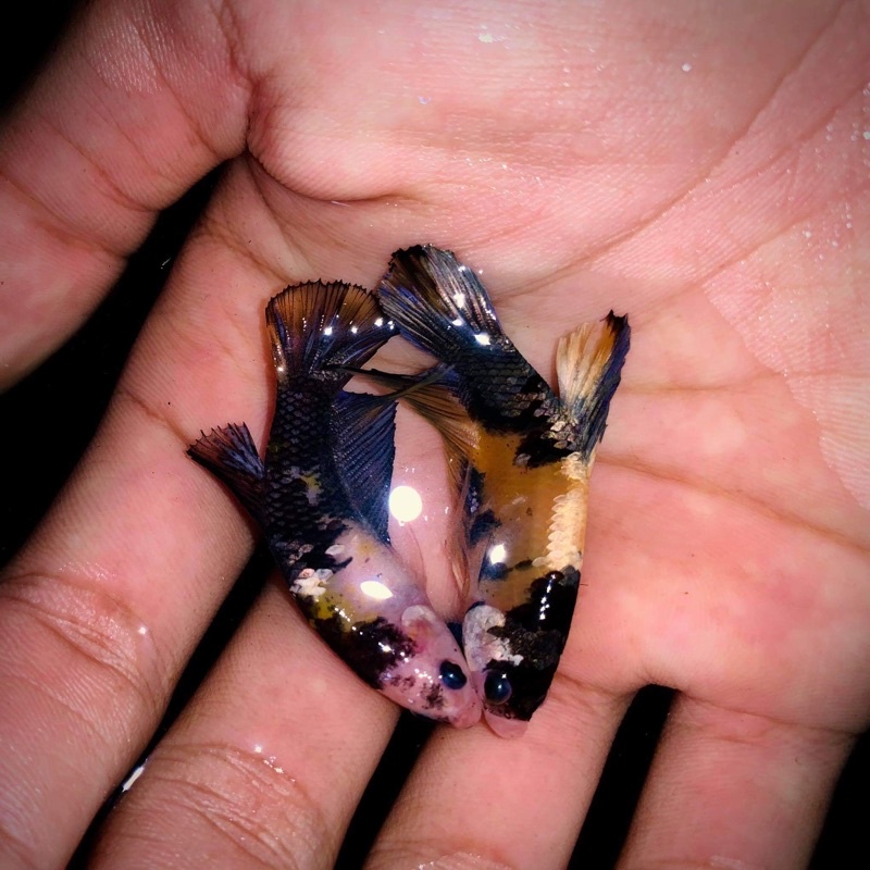 Cupang Yellow Koi copper gold 3bulan potensi ajibb