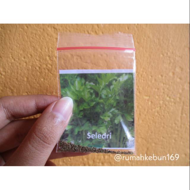 Benih/Bibit Seledri