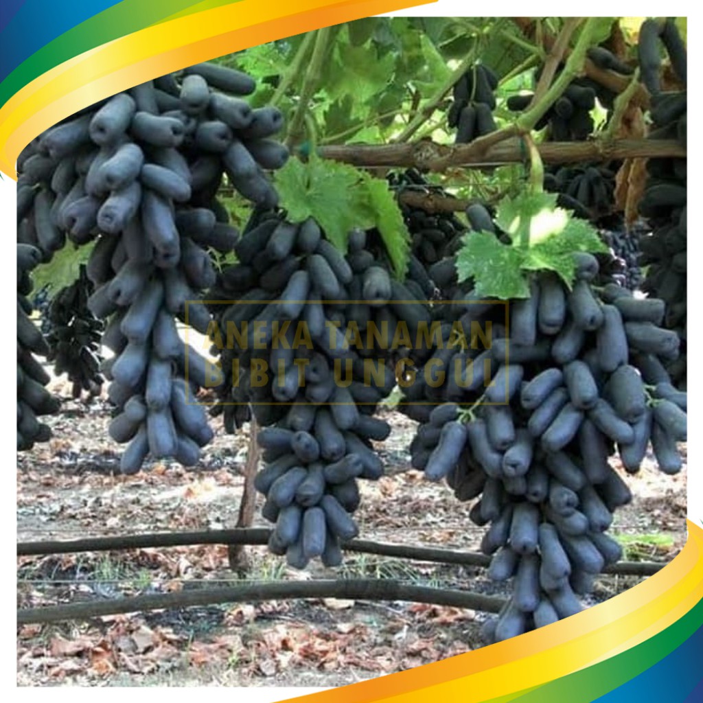 Bibit Anggur import  Moondrop / Sweet Saphire