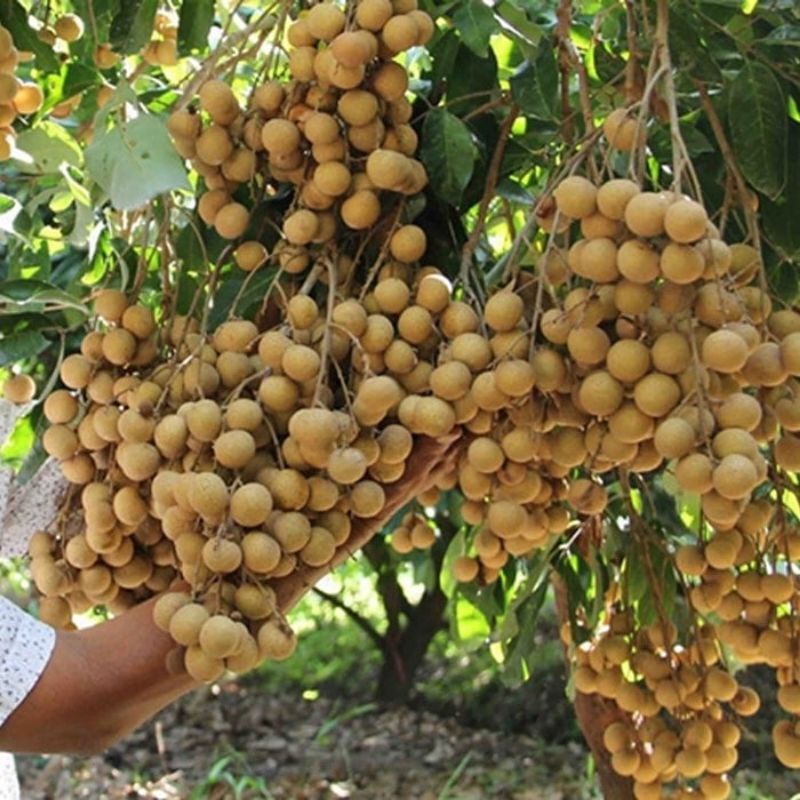 Bibit Kelengkeng Kristal Super Genjah