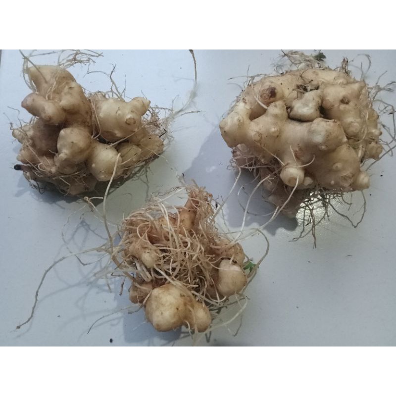 

NOB Umbi Daun Dewa Segar 100% orinal
