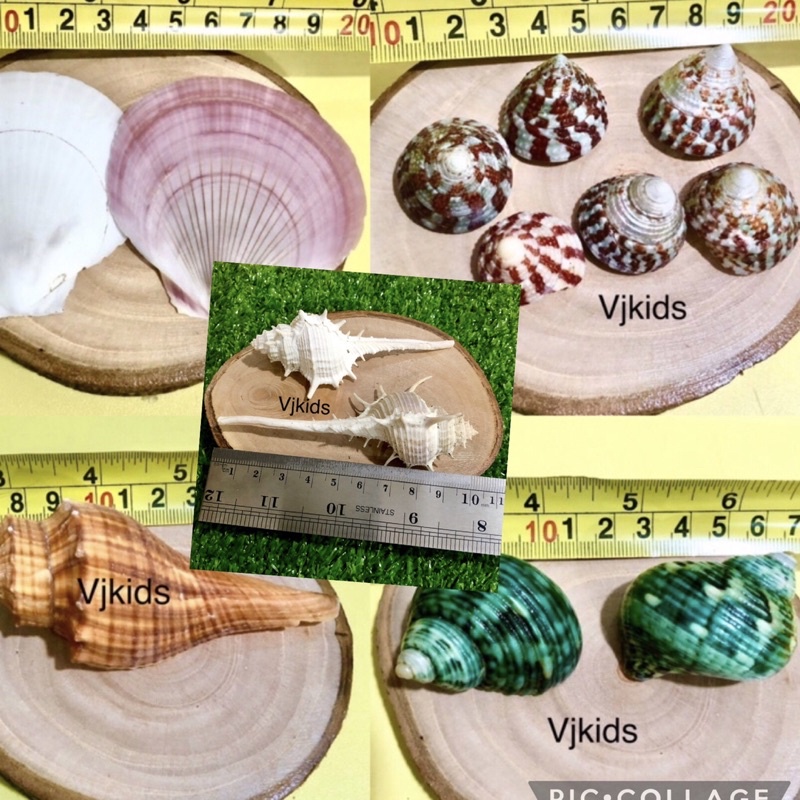 cangkang kerang besar utk bermain sensory , hiasan, aquascape , rumah kelomang, diorama ,dll