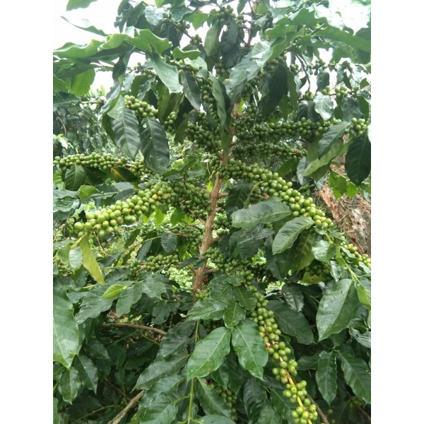 

3macam jenis benih kopi arabika gayo aceh dalam 1 kemasan/1000gr