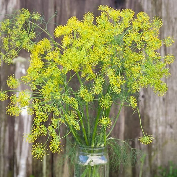 Haira Seed Bibit-Biji Dill Bouquet