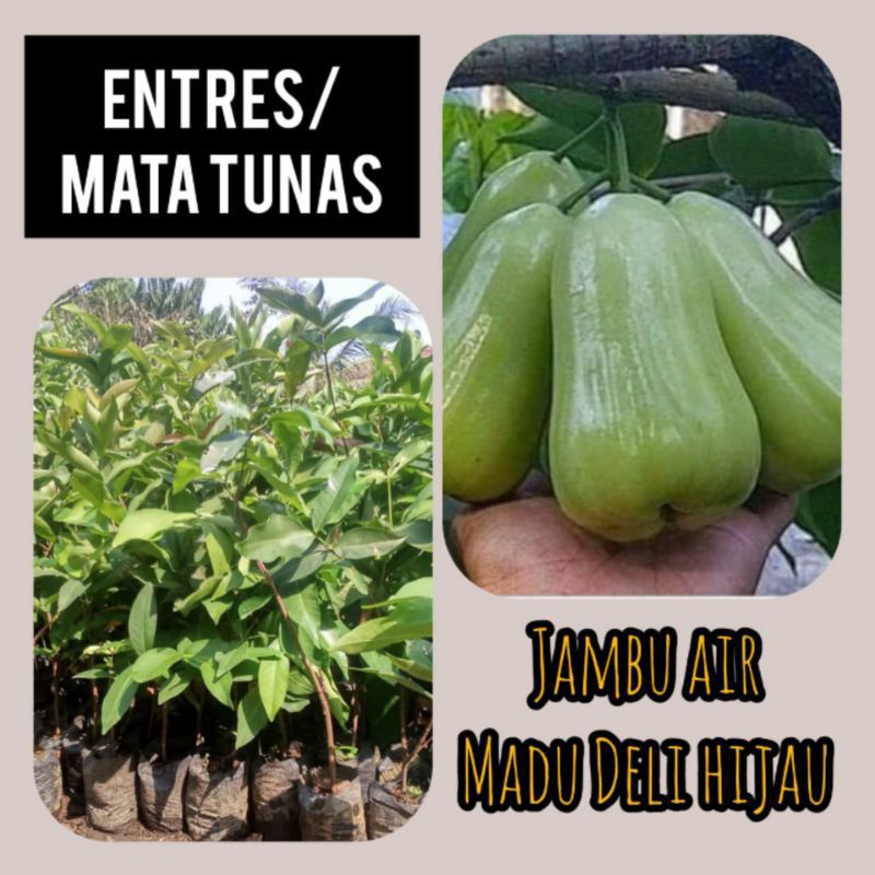 Jual Entres Jambu Air Madu Deli Hijau Mdh And Trees Pucuk Batang