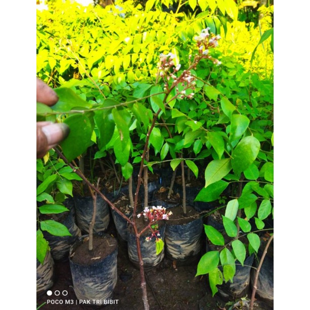 Bibit Belimbing Dewi okulasi