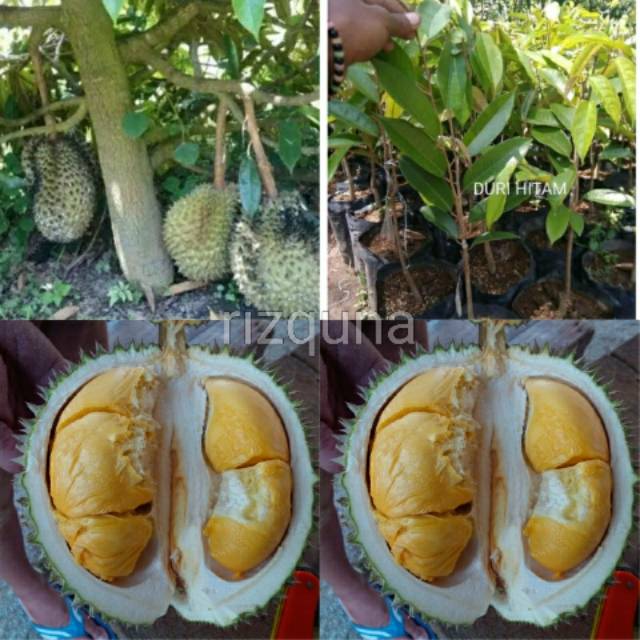 Bibit durian duri hitam asli pertanian