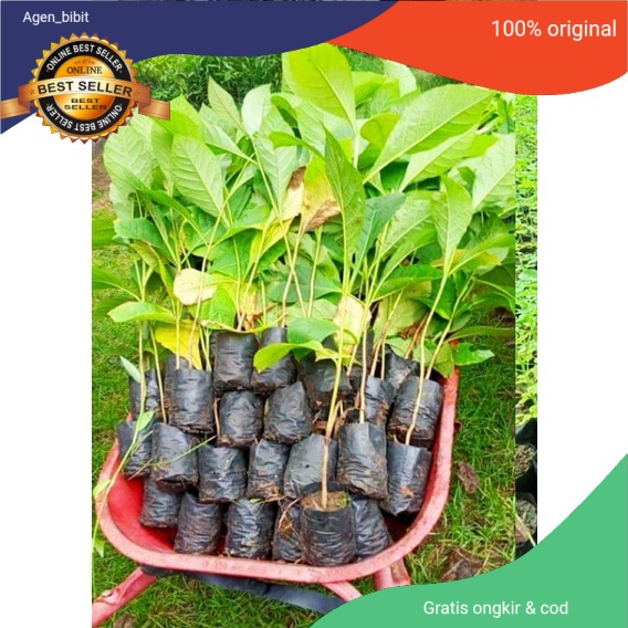 Bibit Tanaman Pohon Jati Unggul