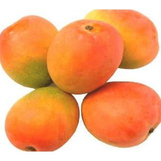 Bibit Tanaman Buah Mangga Gedong Gincu X3Na